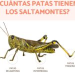 Características de los saltamontes: Descubre todo sobre ellos