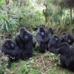 Comportamiento social de los gorilas: ¡Descubre sus lazos familiares!