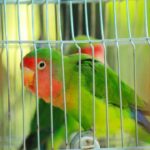 Consejos y productos para el mantenimiento de jaulas de aves