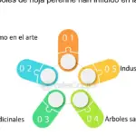 Conservación de hábitats de agujas en bosques de coníferas: estrategias clave