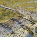 Conservación de reptiles en peligro de extinción: Estrategias clave