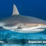 Descubre la diversidad de tiburones: del martillo al blanco