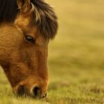 Desparasitantes para caballos: cuida la salud de tu mascota equina