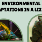 Estrategias de conservación de agua para reptiles en hábitats áridos