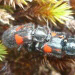 Función de las polillas en los ecosistemas terrestres: ¿Cuál es su rol?