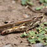 La importancia ecológica de los grillos en la cadena alimentaria