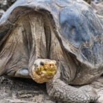 La longevidad de reptiles: conoce los secretos de su ciclo de vida