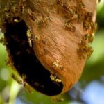 Promoción de prácticas agroecológicas para proteger a las abejas