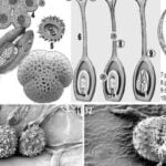 Promoviendo la simbiosis de hongos para un jardín saludable y próspero