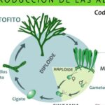 Reproducción de algas marinas: todo lo que necesitas saber