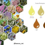 Variedades de miel según flores y regiones geográficas